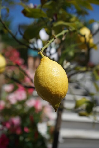 Vue rapprochée d'une pomme sur un arbre