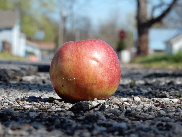 Photo vue rapprochée d'une pomme sur le champ