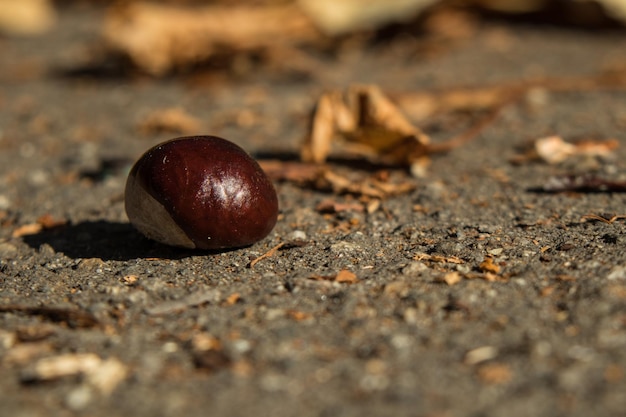 Vue rapprochée d'une pomme sur terre