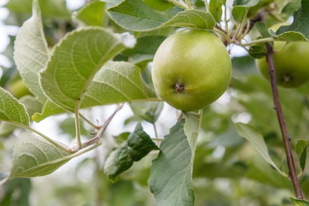 Vue rapprochée de la pomme verte non mûre sur l'arbre dans le jardin en été