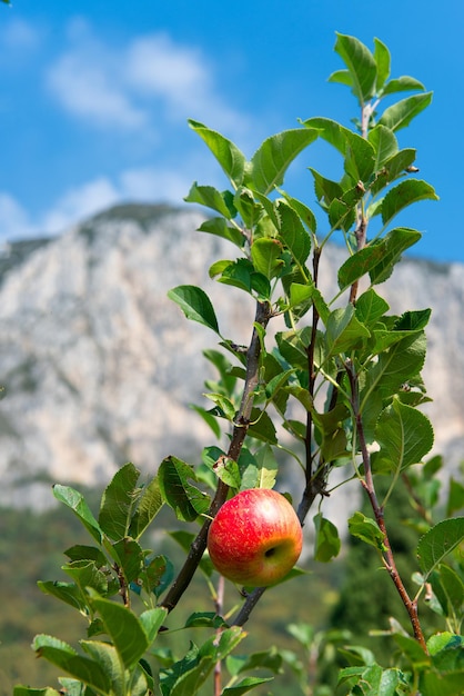 Photo vue rapprochée des pommes sur l'arbre