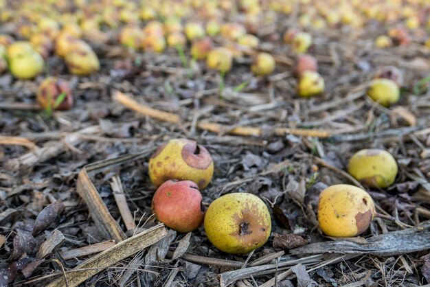 Photo vue rapprochée des pommes sur le champ