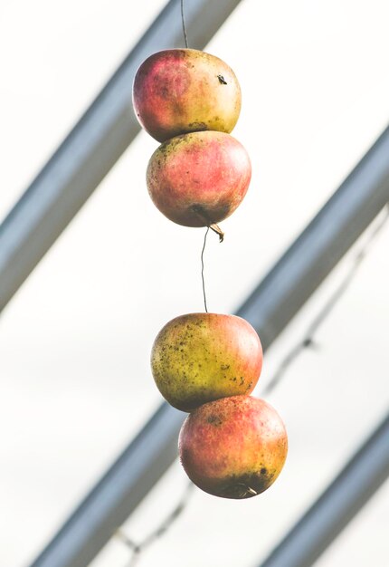 Photo vue rapprochée des pommes sur la plante