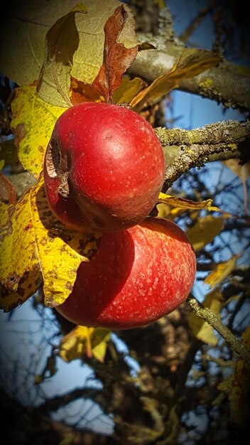 Vue rapprochée des pommes qui poussent sur l'arbre