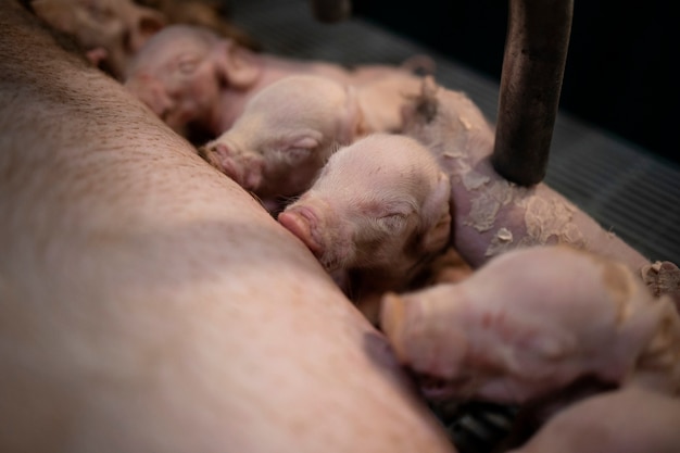 Vue rapprochée de porcs nouveau-nés affamés suçant le mamelon de la mère dans la porcherie.