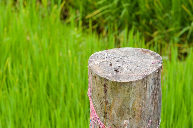 Photo vue rapprochée d'un poteau de bois sur une souche d'arbre dans un champ