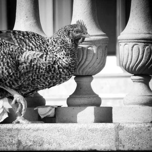 Photo vue rapprochée d'une poule par balustrade