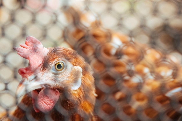 Photo vue rapprochée de la poule