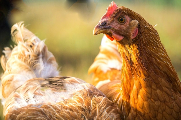 Vue rapprochée des poules