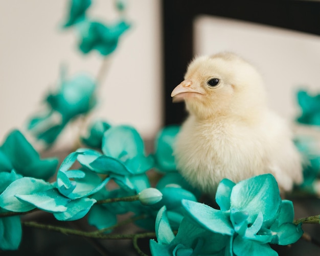 Vue rapprochée d'un poulet bébé par des fleurs