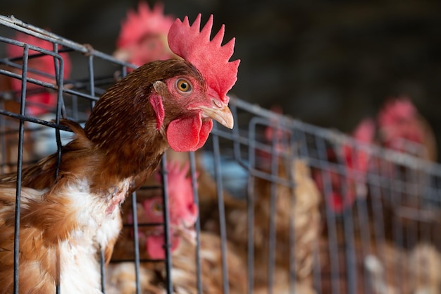 Vue rapprochée d'un poulet en cage