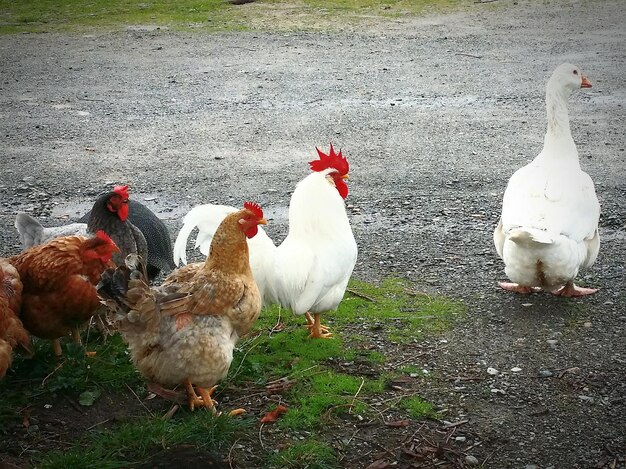 Photo vue rapprochée d'un poulet dans le champ