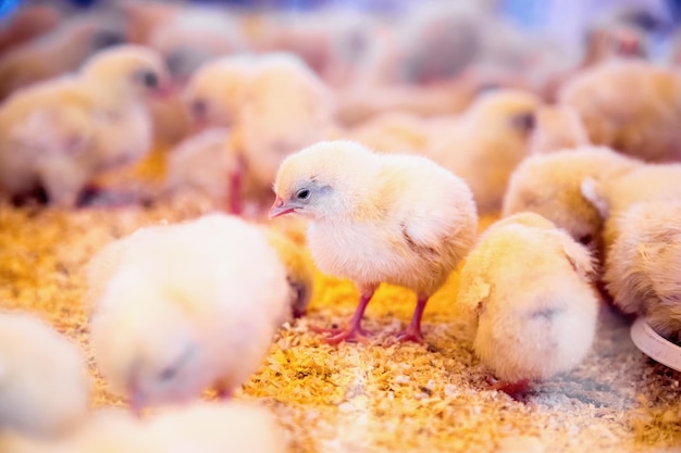 Vue rapprochée des poulets