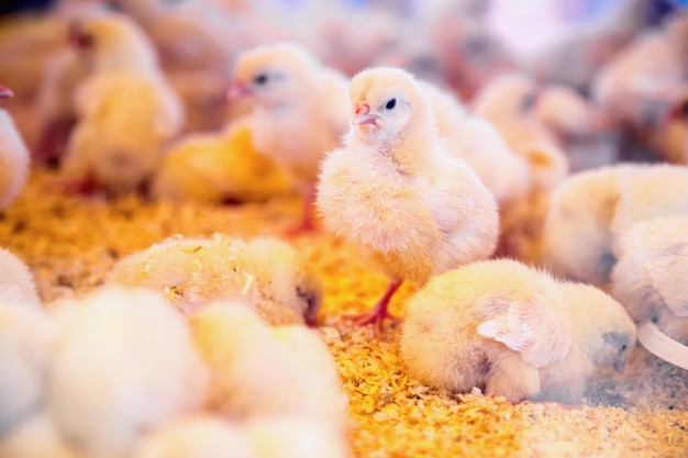 Vue rapprochée des poulets