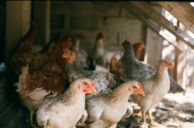 Photo vue rapprochée des poulets