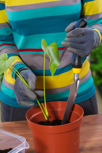 Vue rapprochée sur le processus de rempotage de fleurs