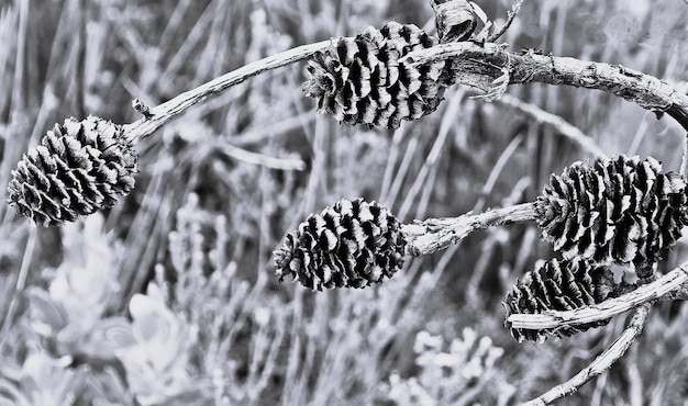 Photo vue rapprochée de protea cones monochrome