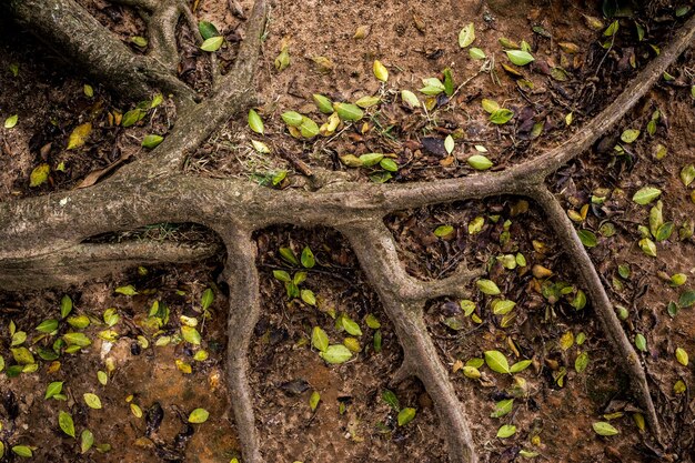 Vue rapprochée des racines des arbres sur le champ