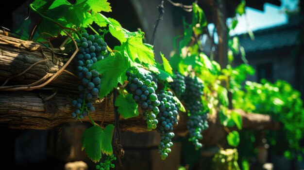 Vue rapprochée des raisins verts mûrs et juteux sur une vigne dans une vigne