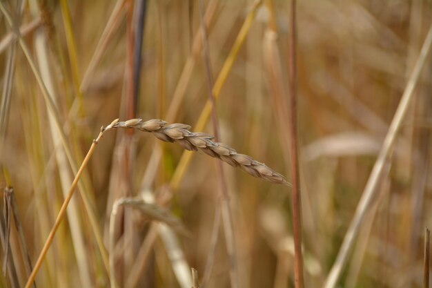 Photo vue rapprochée des récoltes de blé sec