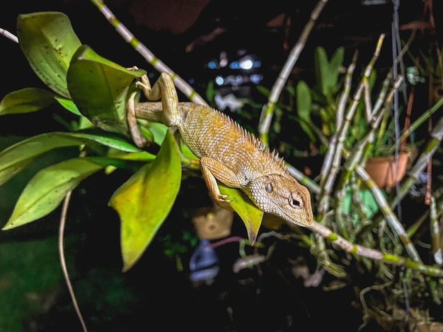 Photo vue rapprochée des reptiles