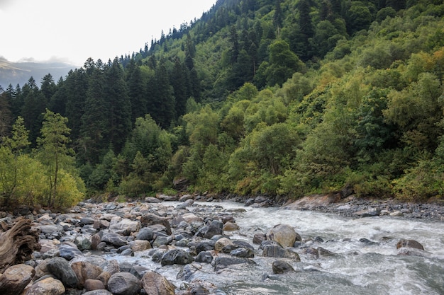 Vue rapprochée de la rivière scène en forêt, parc national de Dombay, Caucase, Russie, Europe. Paysage d'été, temps ensoleillé et journée ensoleillée