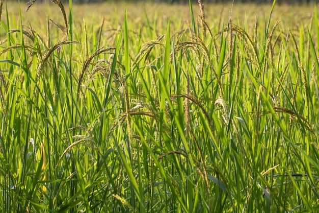 Vue rapprochée de la rizière dans les rizières en terrasses de Thaïlande