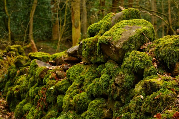 Photo vue rapprochée des roches couvertes de mousse dans la forêt