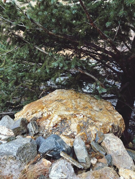 Photo vue rapprochée des roches dans la forêt