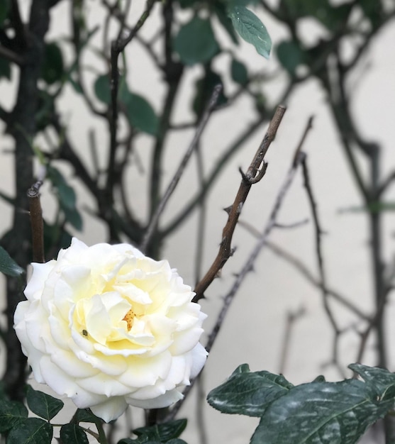 Vue rapprochée d'une rose blanche en fleurs à l'extérieur