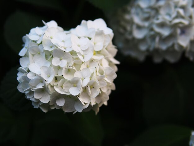 Photo vue rapprochée d'une rose blanche en fleurs à l'extérieur