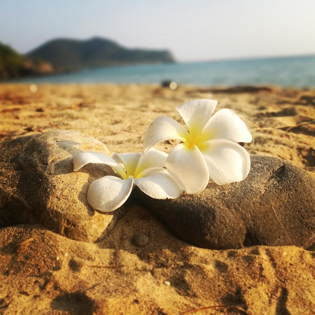 Photo vue rapprochée d'une rose blanche sur la plage