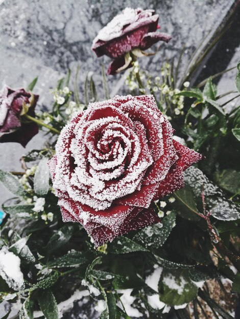 Photo vue rapprochée d'une rose dans la neige