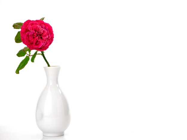 Vue rapprochée d'une rose dans un vase sur un fond blanc