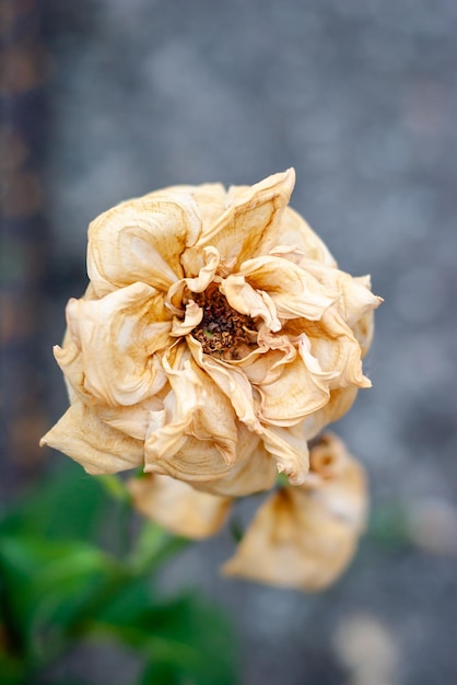 Photo vue rapprochée d'une rose flétrie