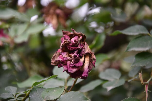 Photo vue rapprochée d'une rose flétrie