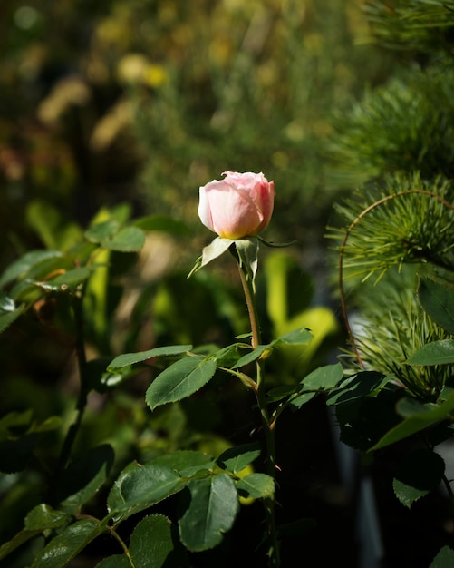 Photo vue rapprochée d'une rose en fleur sur une plante