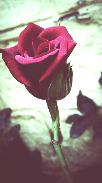 Photo vue rapprochée d'une rose en fleurs à l'extérieur