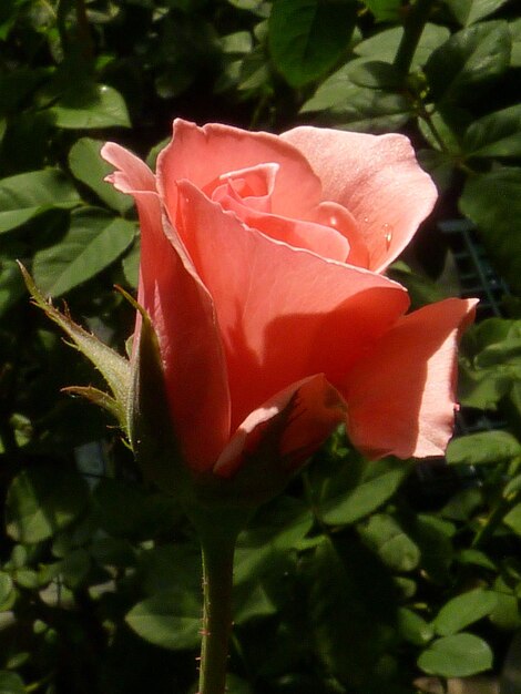 Photo vue rapprochée d'une rose en fleurs à l'extérieur