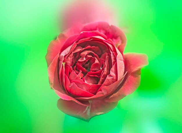 Vue rapprochée de la rose sur un fond flou