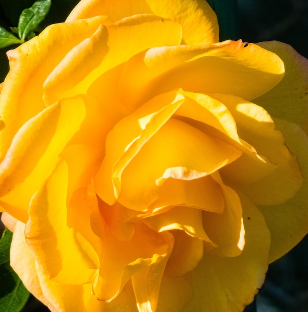 Vue rapprochée d'une rose jaune dans un jardin d'été Les pétales scintillent sous les rayons du soleil