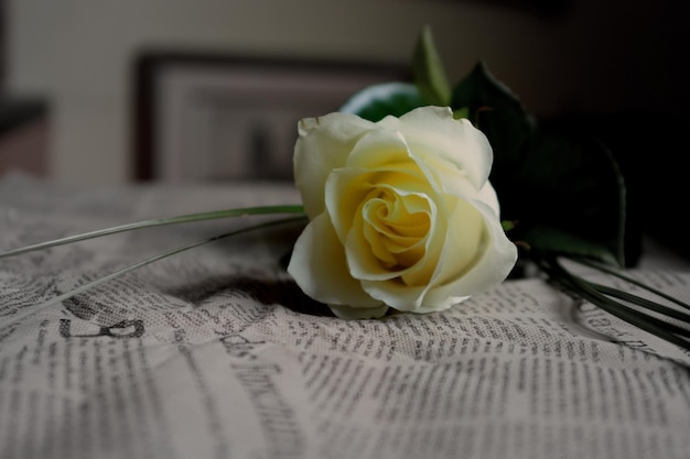 Photo vue rapprochée de la rose sur le livre