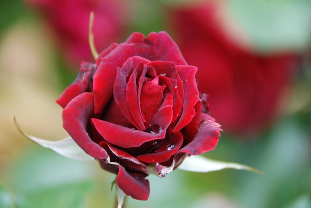 Vue rapprochée d'une rose marron en fleurs à l'extérieur