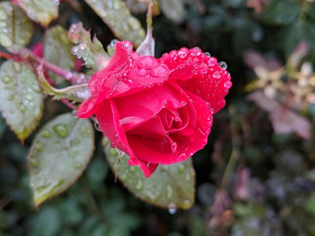 Photo vue rapprochée d'une rose mouillée