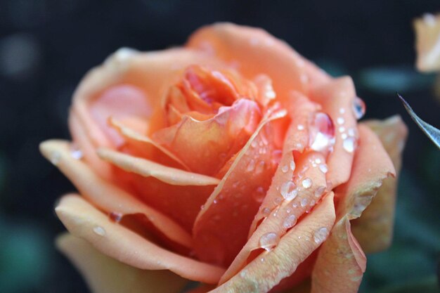 Photo vue rapprochée d'une rose mouillée