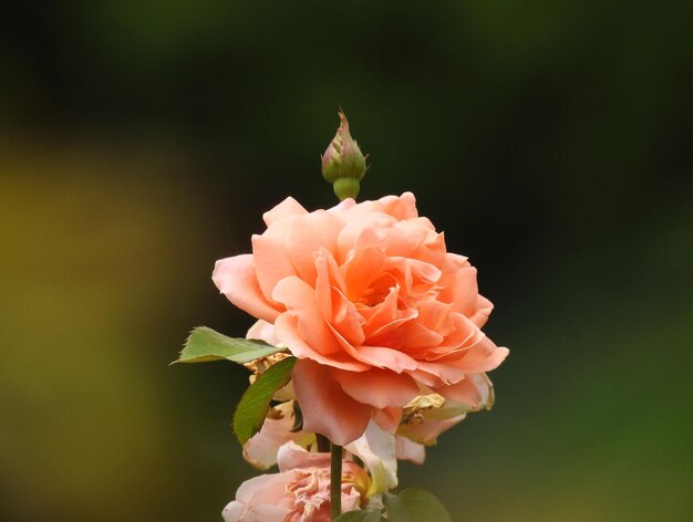 Vue rapprochée d'une rose de pêche en fleurs à l'extérieur