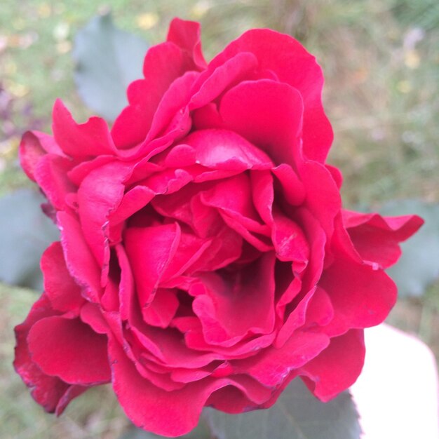 Vue rapprochée d'une rose rose dans le parc