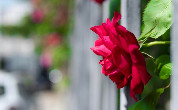 Photo vue rapprochée d'une rose rose avec des feuilles vertes dans le jardin