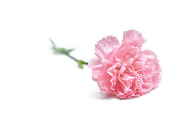 Vue rapprochée d'une rose rose sur fond blanc