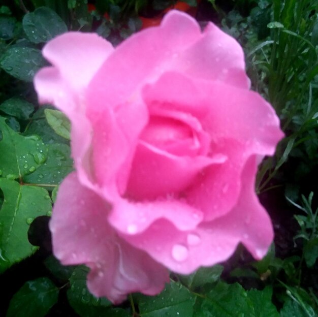 Photo vue rapprochée d'une rose rose humide en fleurs à l'extérieur